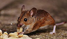 24 Hour & Emergency Exterminators in Moscow, AR